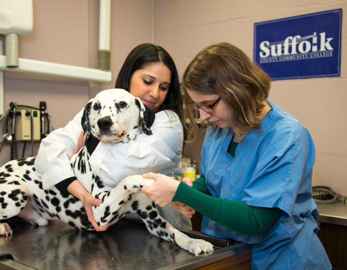 Veterinary Science Technology Program at Suffolk County Community College